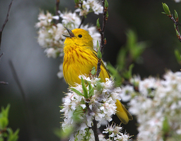 Yellow Warbler