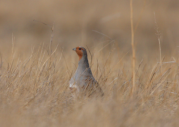 Gray Partridge - Badlands, South Dakota