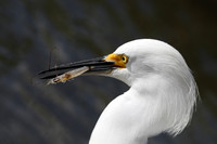 Snowy Egret with prey