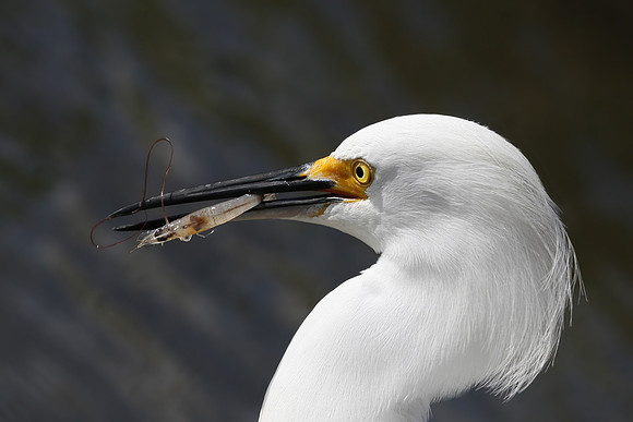 Snowy Egret with prey