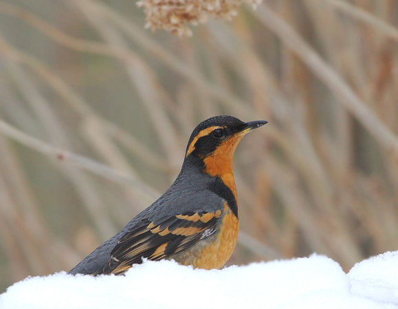 Varied Thrush - Evanston, Illinois