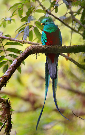 Resplendant Quetzel - Suria, Costa Rica