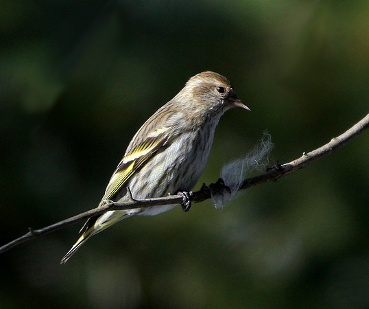 Pine Siskin