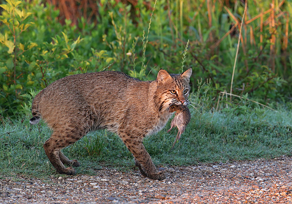 Bobcat with Hispid Cotton Rat - Anahuac NWR, Texas