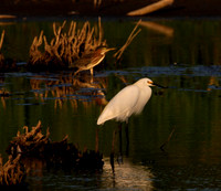 Snowy Egret