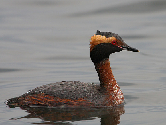 Horned Grebe (breeding adult)