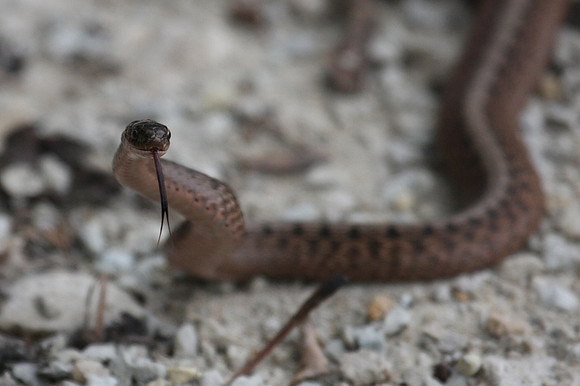 Dekay's Brown Snake