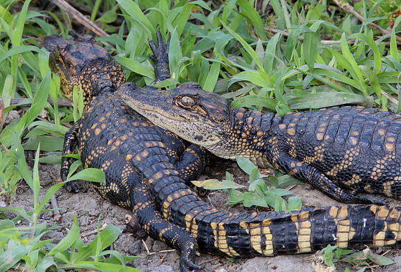 American Alligator babies  - Anahuac NWR, Texas