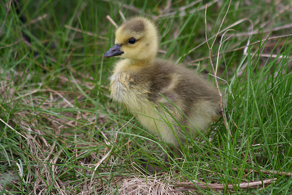 Canada Goose Chick