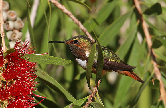 Volcano Hummingbird - Costa Rica