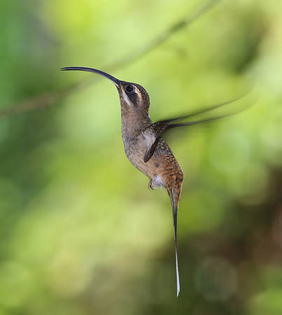 Long-billed Hermit - Costa Rica