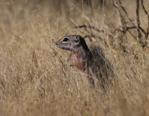 Harris' Antelope Squirrel
