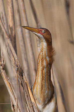 Least Bittern - Anahuac National Wildlife Refuge, Texas.
