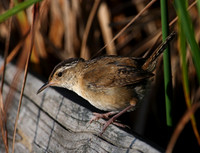 Marsh Wren