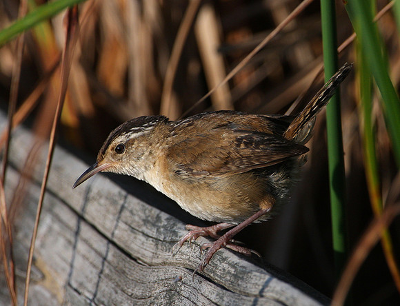 Marsh Wren