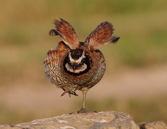 Northern Bobwhite Goose Lake Prairie