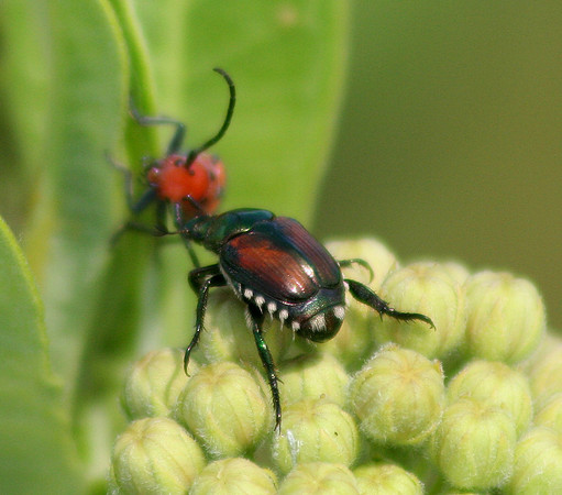 Japanese Beetle
