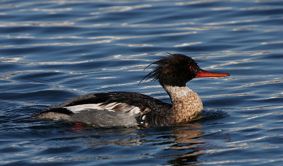 Red-breasted Merganser