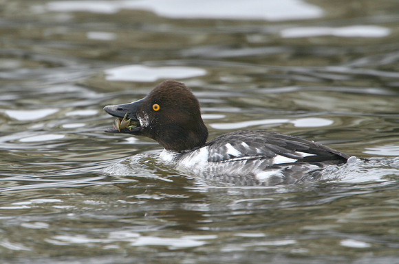 Common Goldeneye on the crab