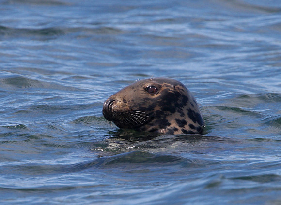 Gray Seal - Acadia, Maine