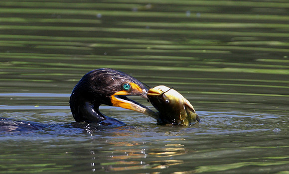 Double-crested Cormorant with catfish