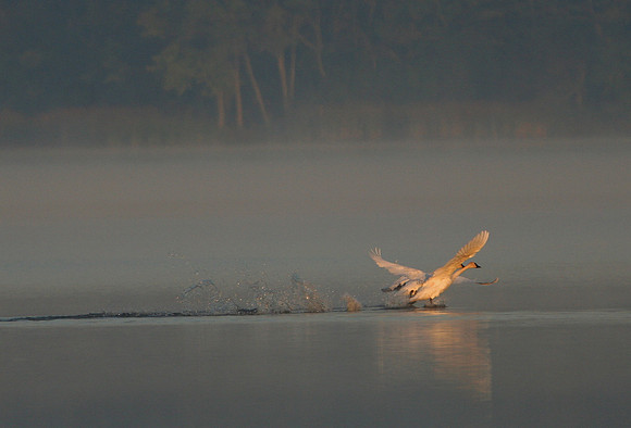 Trumpeter Swan
