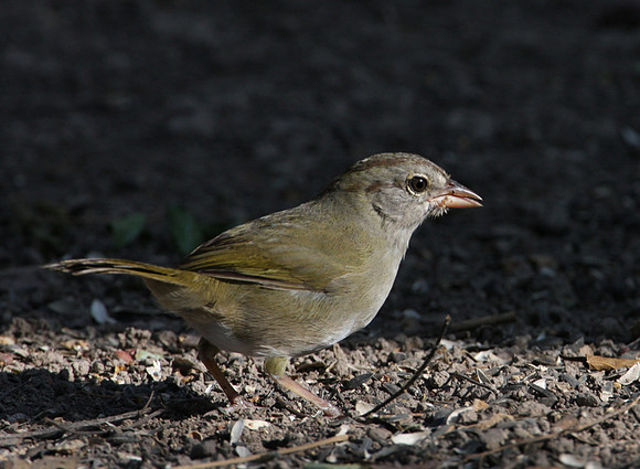 Olive Sparrow