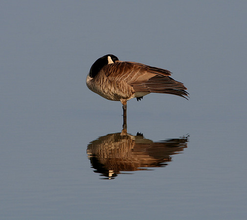 Canada Goose