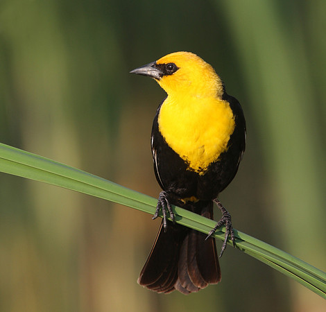 Yellow-headed Blackbird