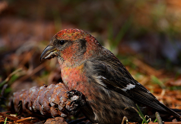 White-winged Crossbill (immature male)