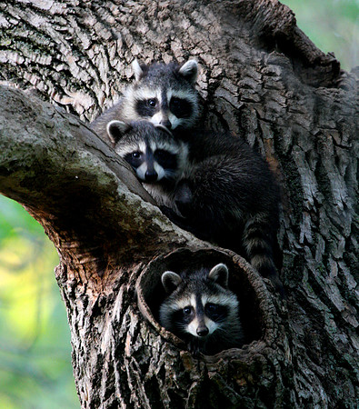 Raccoon Family #2