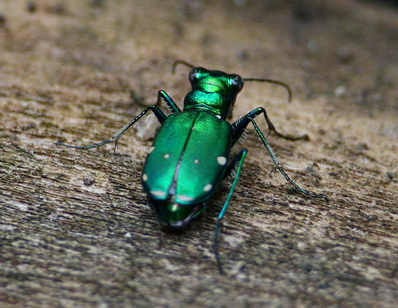 Six Spotted Tiger Beetle