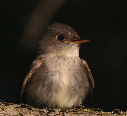 Eastern Wood-Pewee