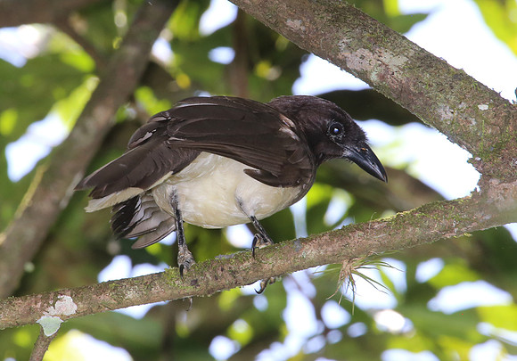 Brown Jay - Selva Verde, Costa Rica