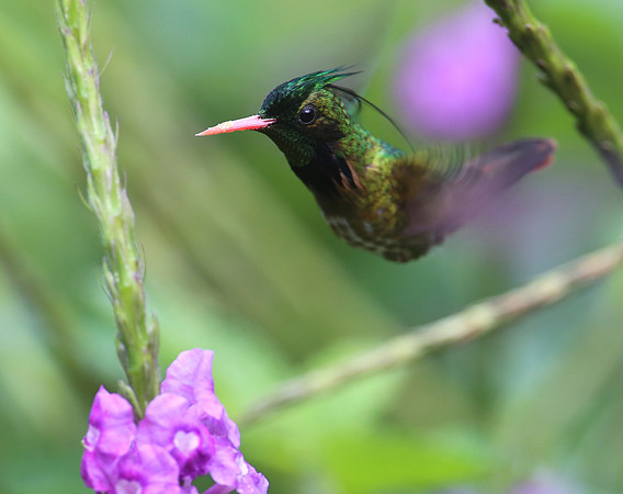 Black-crested Coquette - Costa Rica