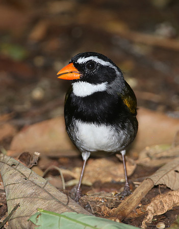 Orange-billed Sparrow - Selva Verde, Costa Rica