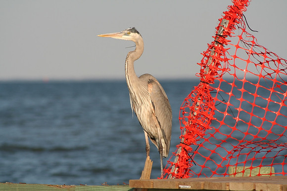 great blue heron