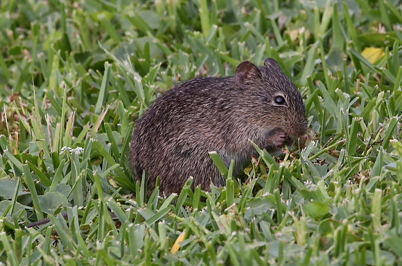 Hispid Cotton Rat