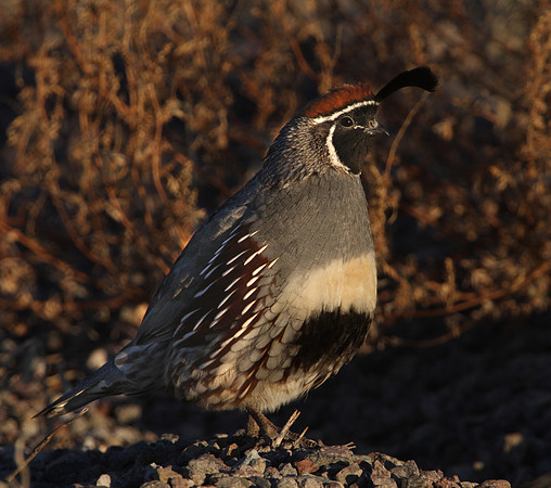 Gambel's Quail - Bosque del Apache