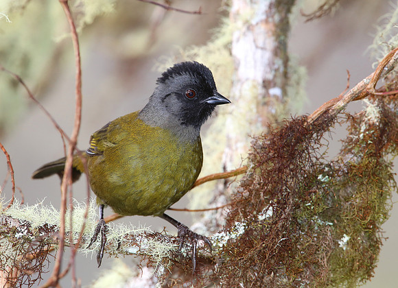 Large-footed Finch - Suria, Costa Rica