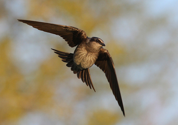 Purple Martin