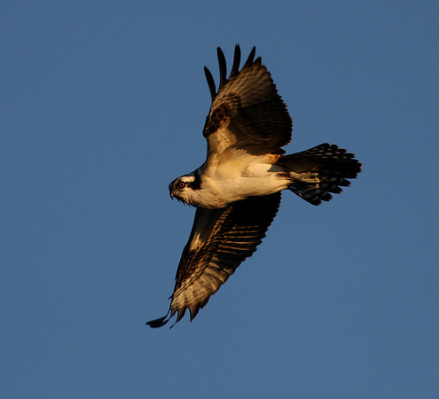 Osprey