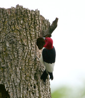 Red-headed Woodpecker