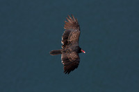 Turkey Vulture