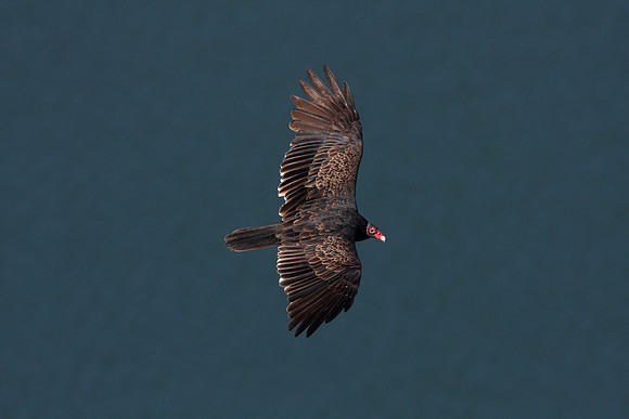 Turkey Vulture