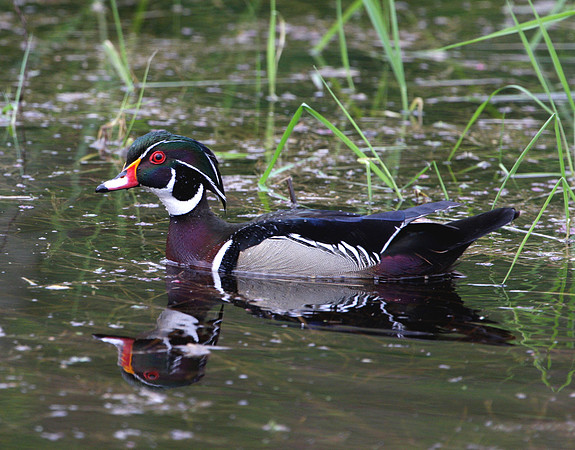 Wood Duck (Brightened)