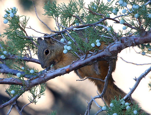 Mexican Fox Squirrel - Chiricahua Mountains, Arizona