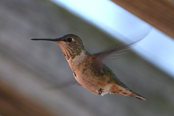 Rufous Hummingbird