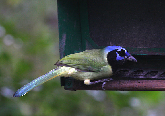 Green Jay