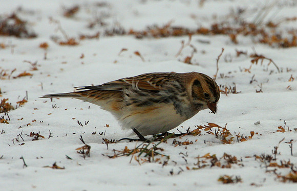 Lapland Longspur